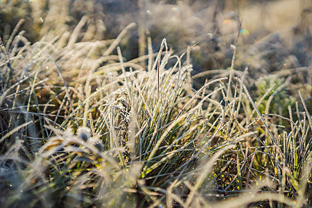 冬天早晨在草地上的草地上结霜 特写在字段中的草地上的冰 冬季天气的冷冰 花园草地上美丽的霜冰晶图片