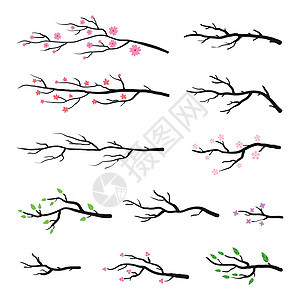 树枝和树枝的集合卡片绘画叶子花园植物文化墨水艺术衬套樱花图片