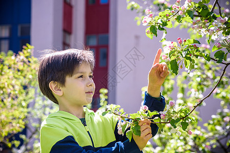 7岁男孩在春天下午看一棵开花树情感孩子头发公园分支机构微笑工作室家庭金发幸福图片