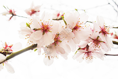 春树开花 果树枝上鲜红粉红色鲜花 有选择的焦点果园季节花园公园叶子蓝色水果花朵生长园艺图片