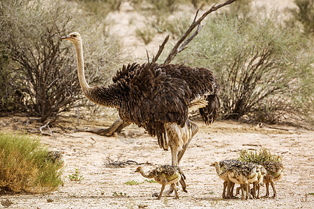 南非Kgalagadi跨界公园的非洲Ostrich殖民地鸵鸟旱地家庭小动物野性小鸡观鸟目的地鹤科背景图片
