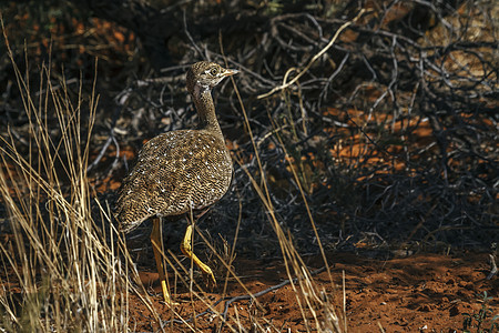 南非Kgalagadi跨界公园白色自然保护区目的地旅游黑桃生物圈观鸟气候野性游戏女性背景图片