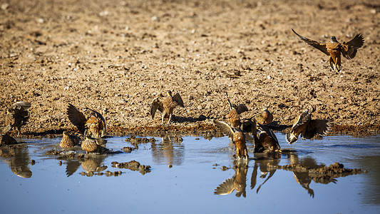 南非Kgalagadi跨界公园的Burchell沙丘目的地水坑沙鸡观鸟沙漠游戏动物飞行荒野自然保护区图片