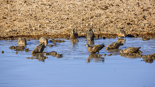南非Kgalagadi跨界公园的Burchell沙丘野生动物旅游目的地野性全景保护区游戏沙漠沙鸡自然保护区图片