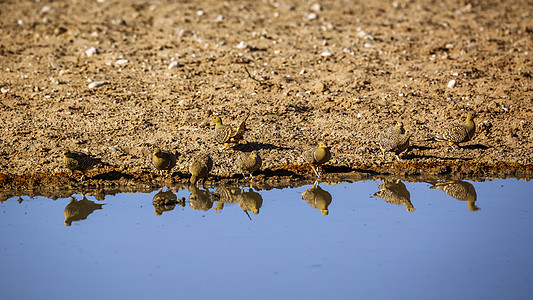 南非Kgalagadi跨界公园的Namaquua 桑地格鲁斯紫檀旅游沙漠动物沙鸡目的地荒野生物圈观鸟气候图片