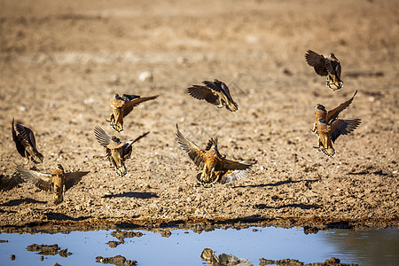 南非Kgalagadi跨界公园的Burchell沙丘保护区驱动目的地自然保护区生物圈飞行动物观鸟气候野性图片