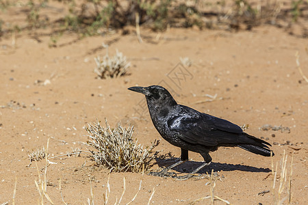 南非Kgalagadi跨界公园的Cape Crow游戏动物驱动荒野生物野生动物旅游自然保护区保护区沙漠背景图片