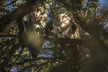 南非Kgalagadi跨界公园西巴龙 Owl游戏生物动物白花草旅游驱动气候野生动物荒野保护区图片