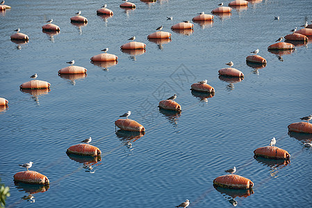 海鸥坐在海中的牡蛎养殖场 有趣的动物背景图片