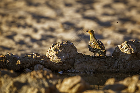 南非Kgalagadi跨界公园的Namaquua 桑地格鲁斯荒野观鸟目的地自然保护区沙漠保护区动物沙鸡反射气候图片