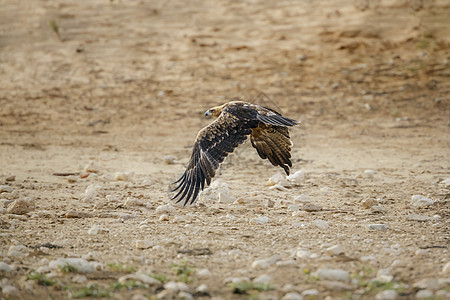 南非Kgalagadi跨界公园的Tawny Eagle野性沙漠旅游驱动生物圈目的地飞行野生动物航班翅膀图片