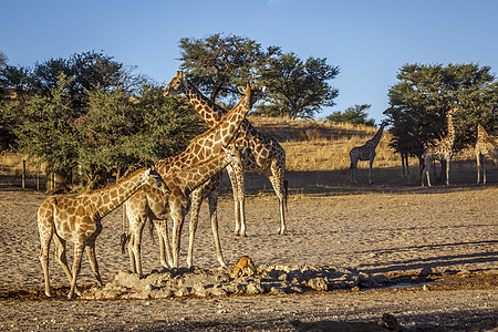 南非Kgalagadi跨界公园的Giraffes水坑目的地旅游全景沙漠自然保护区保护区哺乳动物风景野性图片