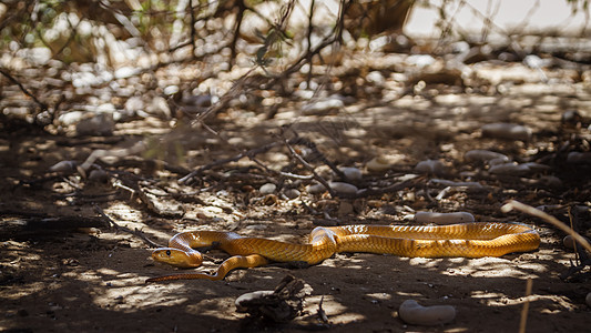 南非Kgalagadi跨界公园的Capebra眼镜蛇生物圈目的地荒野驱动沙漠气候爬虫游戏剧毒野性图片