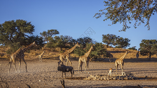 南非Kgalagadi跨界公园的Giraffes目的地水坑风景驱动气候地区沙漠动物游戏旱地背景图片