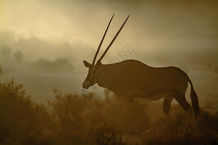 南非Kgalagadi跨界公园的南非奥里克斯沙漠地区驱动灰尘气候保护区荒野动物游戏野生动物图片