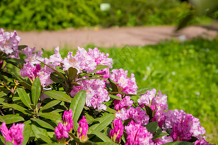 在阳光明媚的春天花园里 杜鹃花或杜鹃花的许多精致鲜艳的粉红色花朵布什 日本粉红色杜鹃花 五月盛开 植物园杜鹃花开花的季节图片