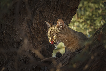 南非Kgalagaddi跨界公园南部非洲野猫组织南非分会生物圈游戏猫科动物气候野生动物野性保护区驱动沙漠图片