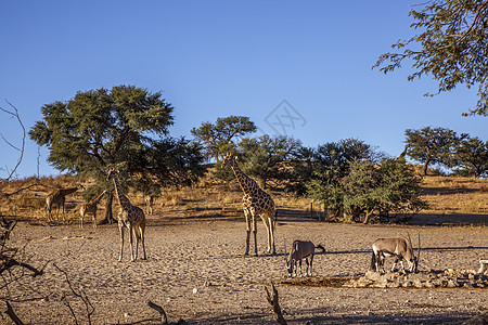 南非Kgalagadi跨界公园的Giraffes和南非Oryx羚羊生物圈野性沙漠旅游保护区牛科游戏野生动物荒野图片