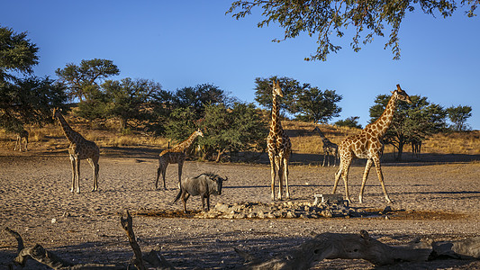 南非Kgalagadi跨界公园的Giraffes水坑生物圈气候风景沙漠旅游野性驱动旱地荒野图片