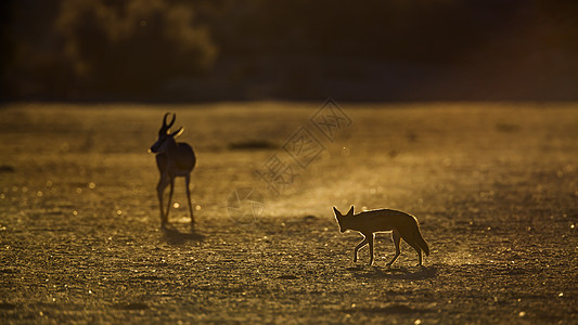 南非Kgalagadi跨界公园黑背胡狼和Springbok驱动背光跳羚羚羊小犬生物圈保护区旅游野生动物沙漠图片