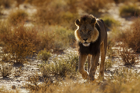 在南非Kgalagadi跨界公园的非洲狮子动物自然保护区哺乳动物荒野野性男性摄影旅游大猫生物圈图片