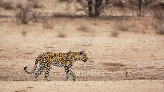 南非Kgalagadi跨界公园豹式豹式猫科保护区栖息地濒危目的地生物圈游戏巨头大猫地区图片