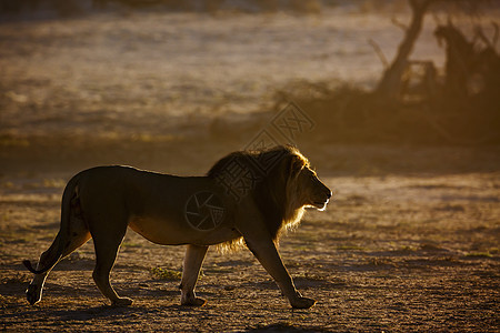 在南非Kgalagadi跨界公园的非洲狮子哺乳动物男性沙漠目的地保护区野性捕食者气候荒野画幅图片