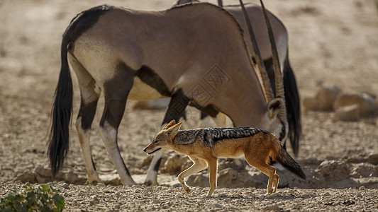 南非Kgalagadi跨界公园黑背胡狼和南非洲奥伊克Cgalagadi保护区水坑犬科游戏羚羊小犬野性野生动物气候沙漠图片