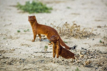 南非Kgalagadi跨界公园的苗条mongoose野生动物哺乳动物荒野旅游驱动黑尾气候生物目的地沙漠图片