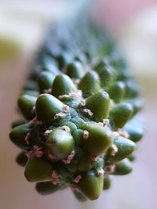 斯帕蒂弗林花活石库存白色花园照片花粉花瓣植被植物雌蕊街道图片