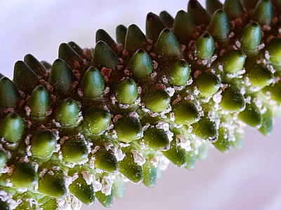 斯帕蒂弗林花活石库存雌蕊街道摄影公园植物学照片植被植物群宏观图片