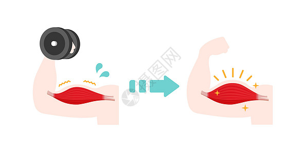 肌肉训练矢量插图恶病质考试乳清活力腰部神经病生长培训师食物脂肪图片