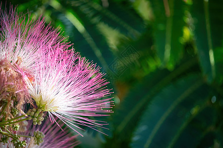 Lankaran 金合欢的粉红色花 在绿色背景上的合欢 特写 复制空间 花背景香味植物玫瑰含羞草生态花园热带夫妻公园树干图片