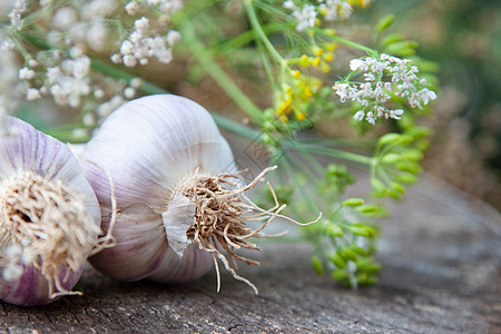 天然木本底的大蒜散料和香料药草蔬菜植物草本植物生活营养绿色药品芳香种子食物图片