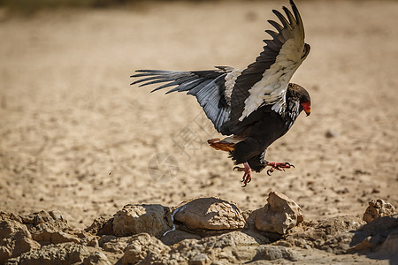 南非Kgalagadi跨界公园的游戏生物圈飞行航班驱动沙漠自然保护区地区旅游野生动物图片