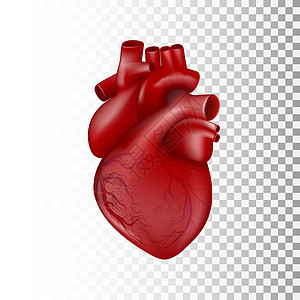 具有性能系统的3D人类心脏图片