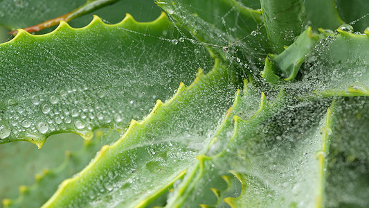 Aloe vera 露水雨滴 新鲜潮湿植物叶 蜘蛛网或网图片