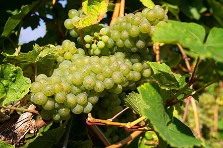 普通葡萄藤水果植物葡萄园环境植物群藤蔓植被风景农业酒厂图片