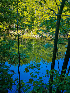 河流另一侧高树和灌丛的反射水中图片