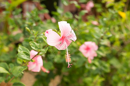 淡绿色叶子背景上的粉红花朵月季树叶木槿粉色宏观花瓣植物群花园植物绿色图片