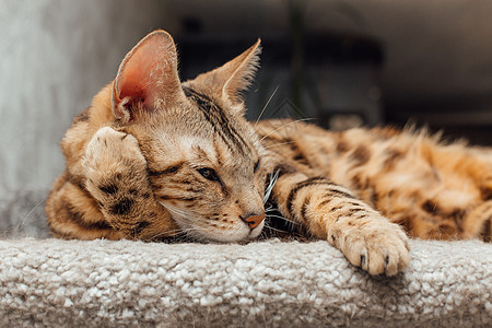 年轻可爱的孟加拉猫躺在猫屋柔软的猫架上房子猫科老虎胡须幸福乐趣小猫尾巴快乐玩具图片
