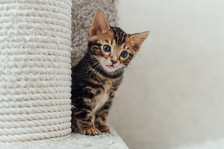 坐在一只软猫的架子上的 小小熊大理石猫科短发快乐毛皮乐趣猫咪宠物老虎动物哺乳动物图片