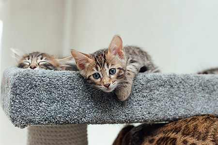 两只年轻可爱的孟加拉小猫躺在猫屋柔软的猫架上毛皮幸福猫咪老虎哺乳动物房子胡须尾巴猫科快乐图片