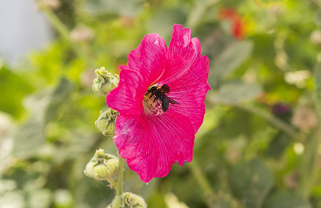 紧贴一朵紫花花园植物花瓣身体叶子柱头昆虫植物群树叶植物学图片