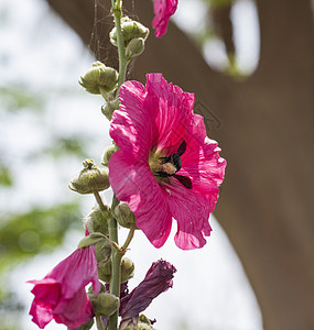 紧贴一朵紫花身体植物学昆虫花园植物群叶子植物树叶花瓣蜜蜂图片