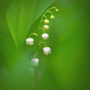 美丽的小白植物 花朵 山谷的莉莉野花森林植物学草本植物花园季节叶子百合宏观荒野图片