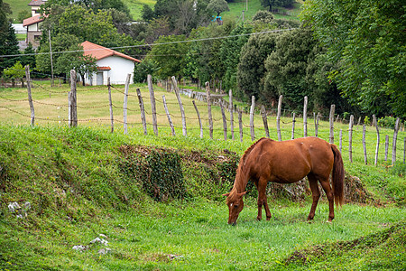 在一个村庄中的棕马 在围着围栏和树木的农场牧场上放牧并摇尾巴图片