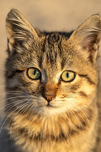 一只可爱小猫的肖像哺乳动物猫咪毛皮虎斑眼睛猫科爪子花园公园头发图片