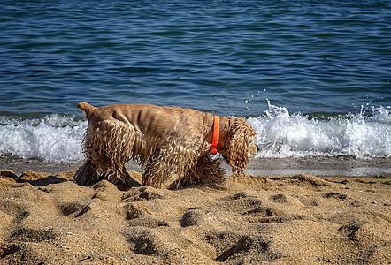 可卡犬在海边的沙滩上散步图片