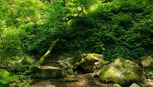 索奇 拉扎列夫斯科 贝伦代沃王国和博尔德埃沃王国荒野风景旅游树木旅行顶峰石头生态光束运动图片